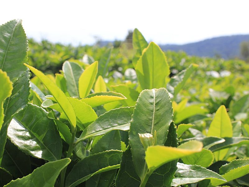 哪款設備可以精準檢測植物冠層？