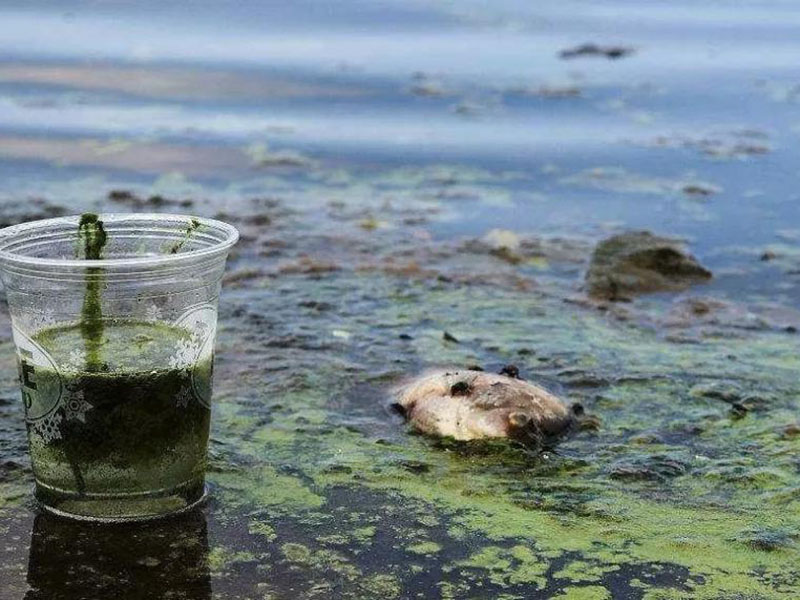 水質生物毒性檢測儀可以測定工業排放污水嗎 水質生物毒性檢測儀可以測定工業排放污水嗎
