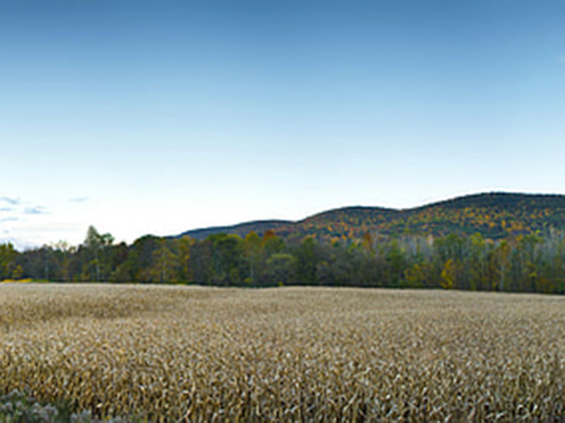 測定植物的營養,為農戶取得更大效益