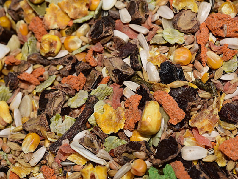 真菌毒素對人和動物有哪些危害？