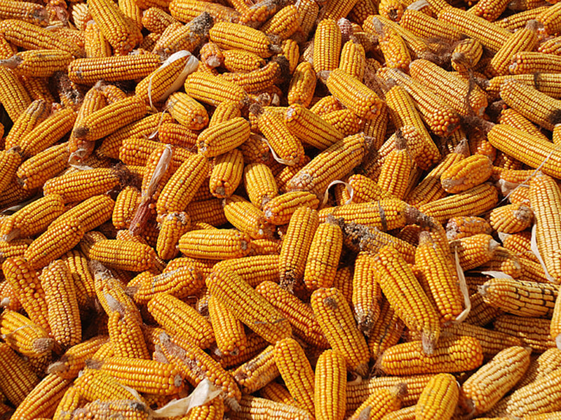 玉米中的黃曲霉毒素是怎么產(chǎn)生的