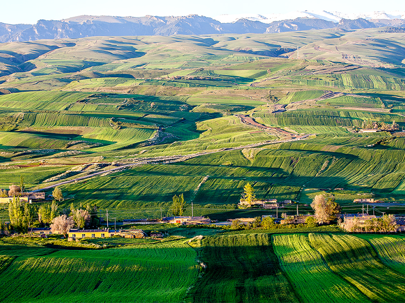 土壤有機質 土壤有機質