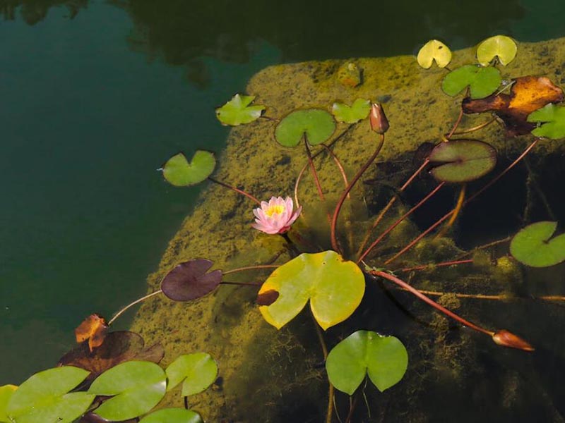 水產養(yǎng)殖水質檢測的重要性