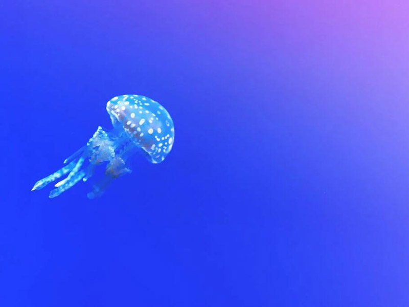 水質(zhì)六價(jià)鉻測(cè)定儀原理