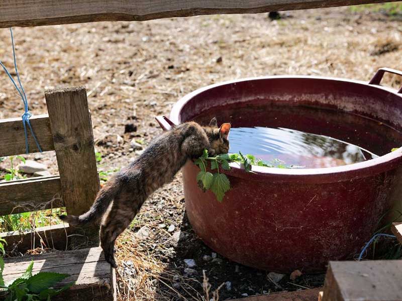 二次供水水質余氯不合格存在的風險