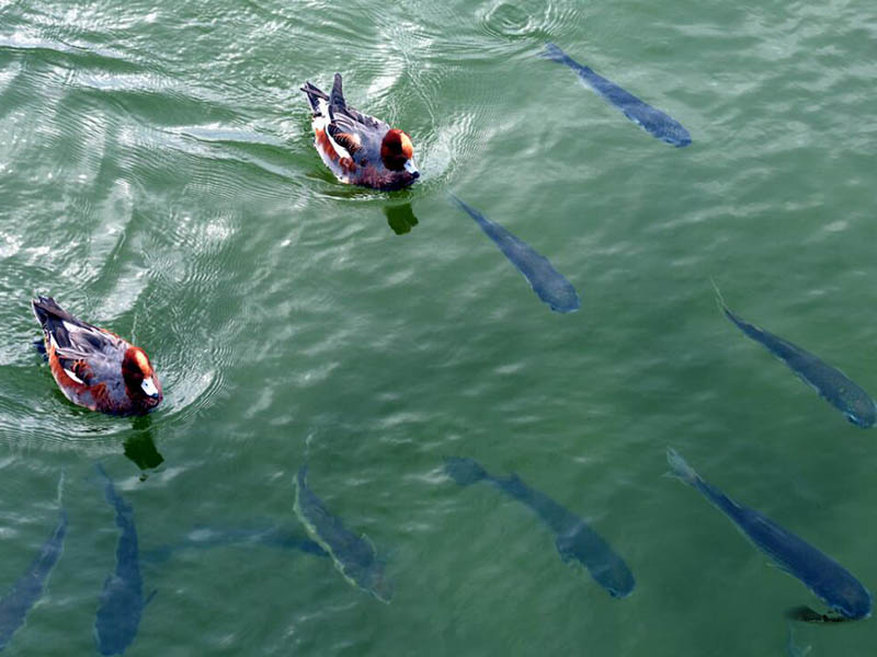 水產(chǎn)養(yǎng)殖水質(zhì)檢測限值(水產(chǎn)養(yǎng)殖水質(zhì)檢測常用指標(biāo))