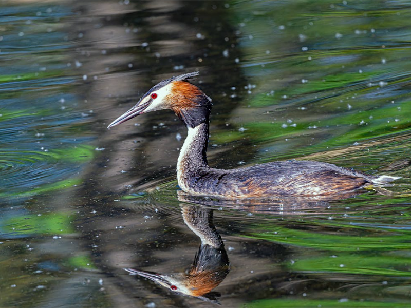 【統(tǒng)計(jì)】2024年1—12月全國地表水環(huán)境質(zhì)量狀況
