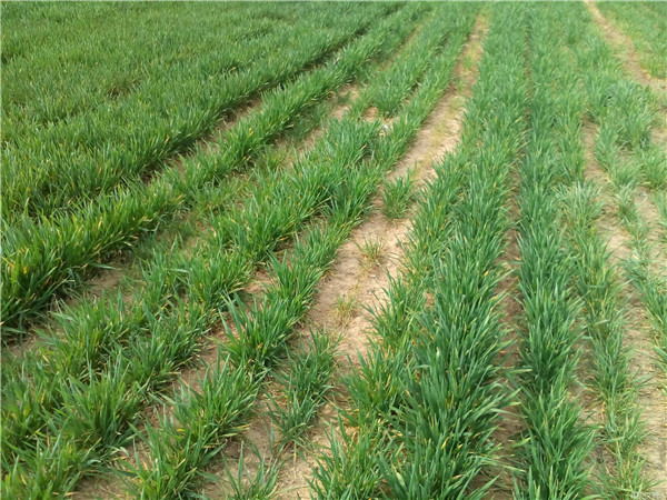 土壤養分速測儀應用具有重大意義 土壤養分速測儀應用具有重大意義