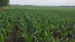 測(cè)土儀能彌補(bǔ)莊稼的不足嗎?