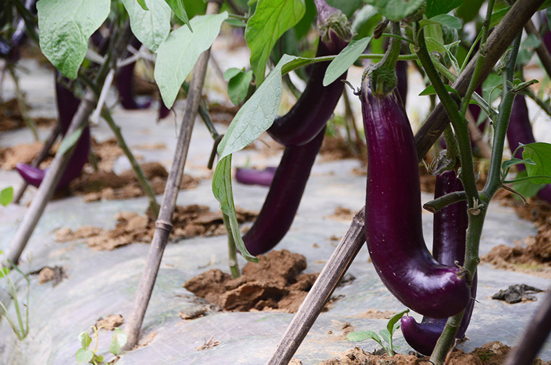 土壤養分檢測儀