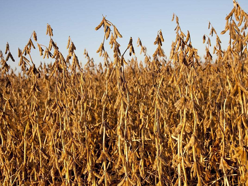 光合作用測試儀 光合作用測試儀