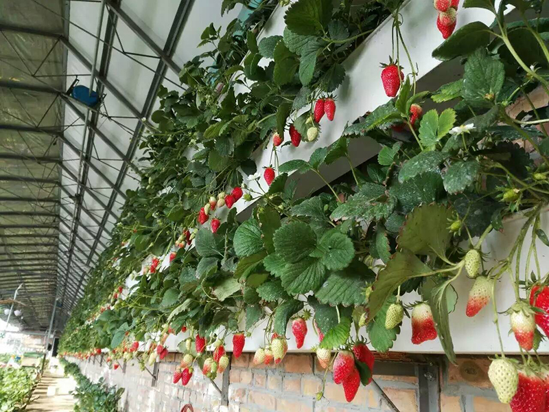 土壤水分測量儀