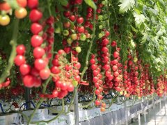 壽光菜博會開幕，智慧農業不再是夢