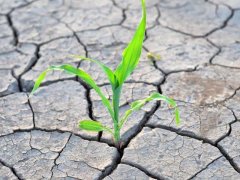 土壤鹽分速測儀，土壤鹽分對作物的影響有多大？