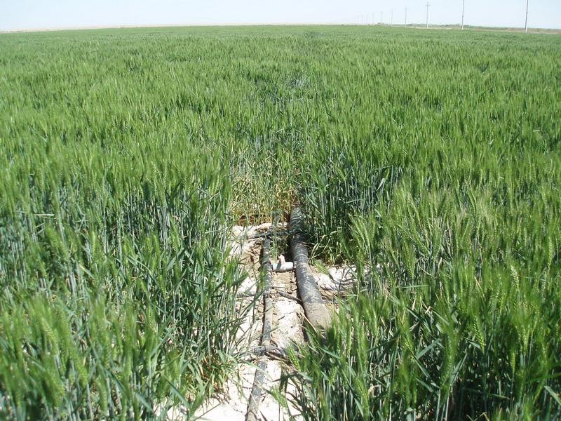 土壤鹽分速測儀,預防鹽堿地 土壤鹽分速測儀,預防鹽堿地