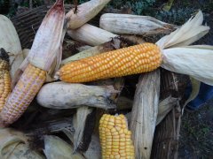 真菌毒素快速檢測儀快速、準確定量檢測